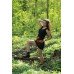 Embroidered dress "Poppies Mini" black